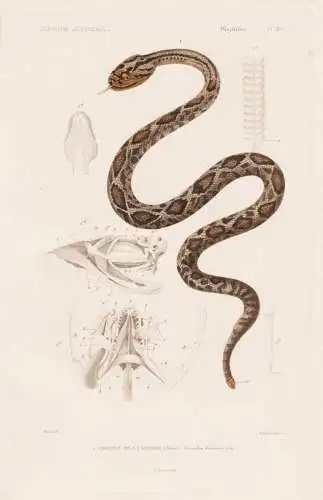 Reptiles. Pl. 32. - 1. Crotale de la Guyane (Crotalus durissus) - Klapperschlangen Guyana Vipern Ottern Natter