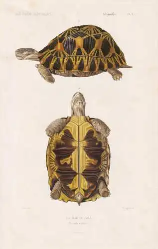 Reptiles. Pl. 3. - La Tortue coui (Testudo radiata) - Strahlenschildkröten Madagaskar Madagascar Schildkröte