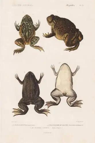Reptiles. Pl. 38. - 1. Le Crapaud brun (Bufo fuscus) 2. Le dactylethre de Lalande (Dactylethra Delalandii) 3.