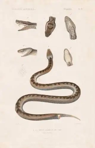 Reptiles. Pl. 31. - 1. La Vipere commune du Nord (Vipera Berus) - Kreuzotter Vipern Ottern Nattern Schlangen s