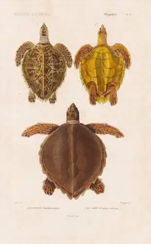 Reptiles. Pl. 6. - 1. La Couane (Testudo caretta) 2. Le Caret (Chelonia imbricata) -Karettschildkröte Meeress
