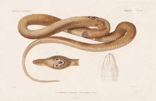 Reptiles. Pl. 34. - 1.Le Serpent a Lunettes (Naja tripudians) - Kobra / India Indien / Ottern Schleiche Natter