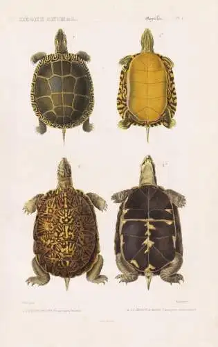 Reptiles. Pl. 4. - 1. L'Emyde Peinte (Emys picta) 2. La Tortue a Boite (Terrapene clausa) - Sumpfschildkröten
