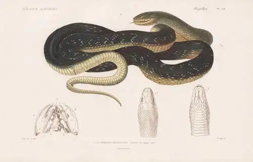Reptiles. Pl. 30. - 1. Le Serpent d'Esculape (Coluber Aesculapii) - Äskulapnatter Zamenis longissimus Vipern
