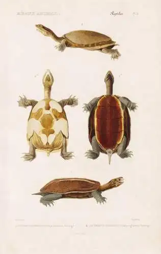Reptiles. Pl. 5. - 1. L'Emyde d'Hermann (Emys Hermanni) 2. La Trionyx Chagrinee (Trionyx granosus) - Landschil