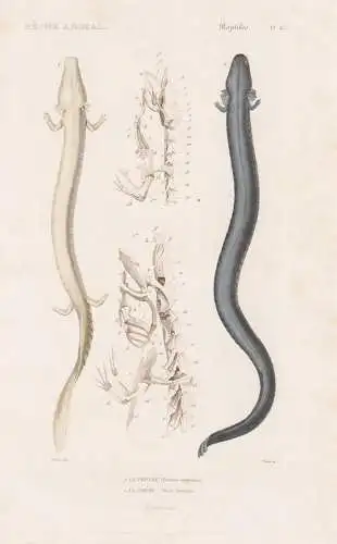 Reptiles. Pl. 42. - 1. Le Protee (Proteus anguinus) 2. La Sirene (Siren lacertina) - Molche Lurche Grottenolm