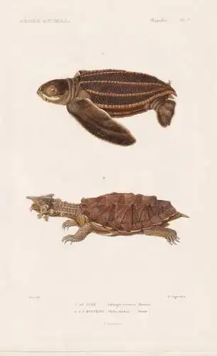Reptiles. Pl. 7. - 1. Le Luth (Sphargis coriacea) 2. La Matamata (Chelys fimbria) - Chelus fimbriata Meeressch