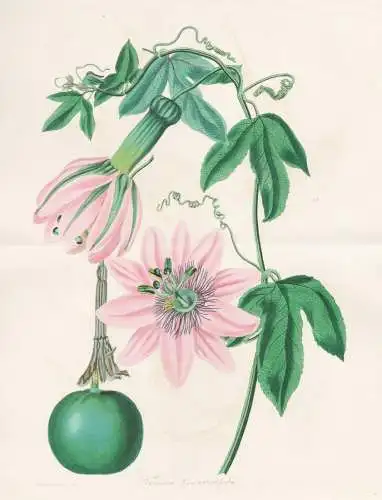Tacsonia pinnatistipula - Passiflora pinnatistipula Passionsblume passion flower / Peru / Pflanze Planzen plan