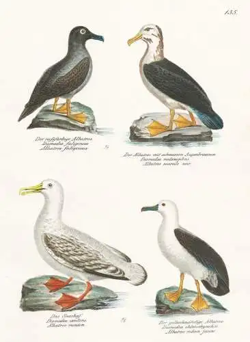 Der russfarbige Albatros - Der Albatros mit schwarzen Augenbrauen - Das Seeschaf - Der gelbschnäbelige Albatr