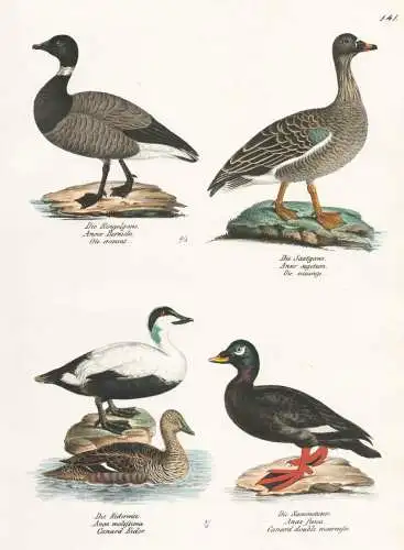 Die Ringelgans - Die Saatgans - Die Eiderente - Die Sammetente - Ente Enten duck / Gans Gänse goose Anserinae