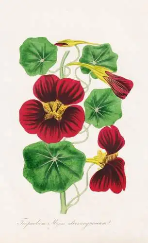 Tropaeolum Majus atrosanguineum - Kapuzinerkresse Indian cress nasturtium / Bolivia Bolivien Chile Peru Südam