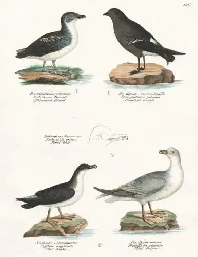 Berardische Sturmlumme - Die kleinste Sturmschwalbe - Nordischer Sturmtaucher - Der Eissturmvogel -  Vögel Vo