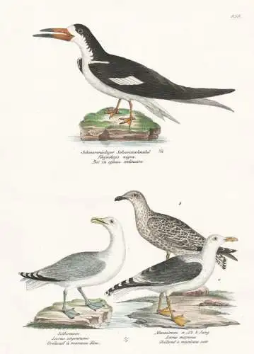 Schwarzrückiger Scheerenschnabel - Silbermeve - Mantelmeve -  Larus Möwen seagulls Vögel Vogel / birds bird