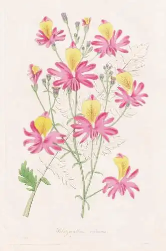 Schizanthus retusus - Bauernorchidee Spaltblumen / Chile / Pflanze Planzen plant plants / flower flowers Blume