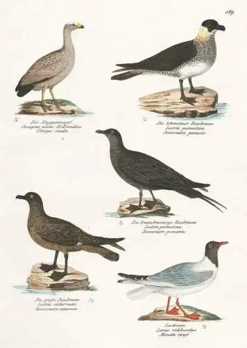 Der Kappenvogel - Die Schmarozer Raubmeve - Die breitschwänzige Raubmeve - Die große Raubmeve - Lachmeve -