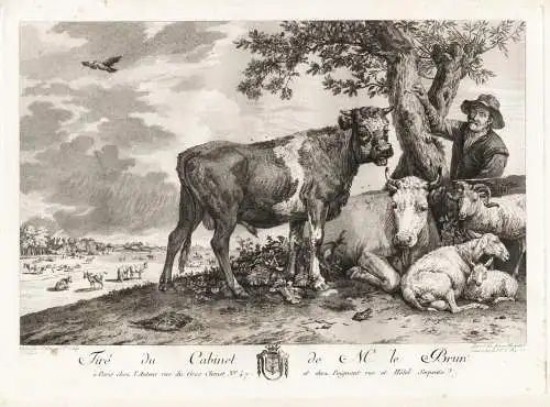 (Der junge Stier/The young bull) - cattle Kühe cows vaches