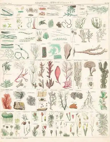 Aderpflanzen - Moose (Classe II) - Moose Moss / Botanik botany
