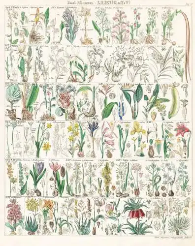Bast-Pflanzen - Lilien - Lily lilies Lilie Lilien Vanilla Vanille ginger Ingwer Blumen flowers / Botanik botan