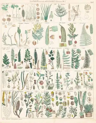 Drossel-Pflanzen - Farren - Fern ferns Farne / Botanik botany