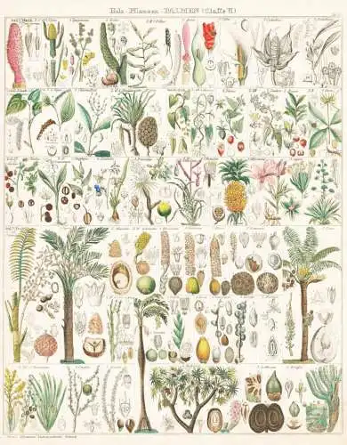 Holz-Pflanzen - Palmen - Palm trees Palme Palmen Agave Kokos coconut tree / Botanik botany
