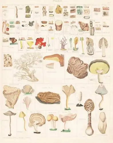 Pilze - Pilz mushroom mushrooms Fungi Champignons / Botanik botany
