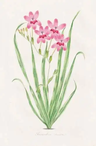 Anomatheca cruenta - Freesia laxa blühendes Gras Scheiniris flowering grass / Südafrika South Africa / Pflan