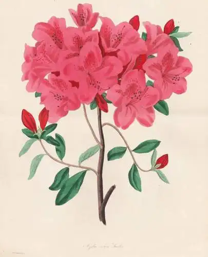 Azalea indica Smithii - Azaleen azaleas Rhododendron Rhododendren / Japan Himalaya China / Pflanze Planzen pla