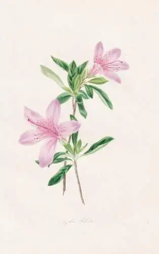 Azalia Pulchra - Azalea Azaleen azaleas Rhododendron Rhododendren / Japan Himalaya China / Pflanze Planzen pla