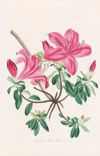 Azalia indica Danielsiana - Azalea Azaleen azaleas Rhododendron Rhododendren / Japan Himalaya China / Pflanze