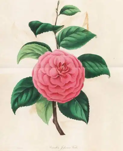 Camellia Japonica Fordii - Kamelie Kamelien / Japan China / Pflanze Planzen plant plants / flower flowers Blum