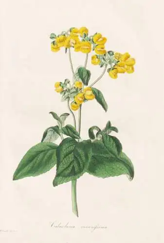Calceolaria viscosissima - Pantoffelblume lady's purse slipper flower / Mexico Mexiko Peru Südamerika South A