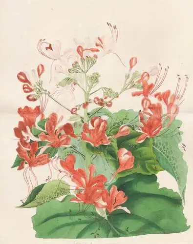 Clerodendrum - Losbaum / China Japan Korea Taiwan / Pflanze Planzen plant plants / flower flowers Blume Blumen