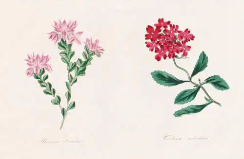 Boronia Serrulata - Verbena melendris - Native Rose Verveine Eisenkraut / Australia Australien / Pflanze Planz
