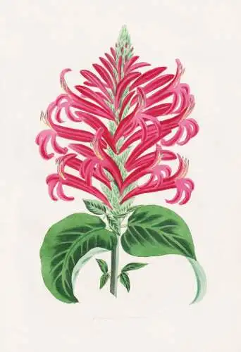 Justicia coccinea - Giant Red Justicia / Peru Südamerika South America / Pflanze Planzen plant plants / flowe