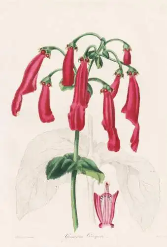 Gesneria Cooperi - Brasil Brazil Brasilien / Pflanze Planzen plant plants / flower flowers Blume Blumen / bota