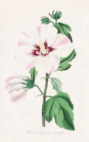 Hibiscus Syriacus variegatus - Hibiskus Straucheibisch Eibisch Syrian ketmia / shrub althea / rose mallow / Sy