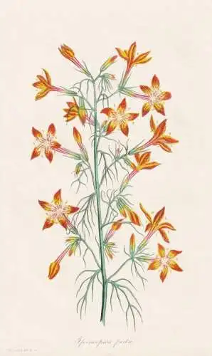 Ipomopsis picta - scarlet trumpet / North America Nordamerika / Pflanze Planzen plant plants / flower flowers
