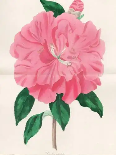 Camellia reticulata - Kamelie Kamelien / Japan China / Pflanze Planzen plant plants / flower flowers Blume Blu