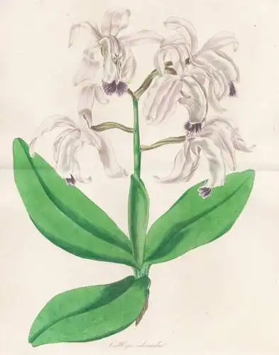 Cattleya intermedia - Brazil Brasil Brasilien / Orchideen orchids / Pflanze Planzen plant plants / flower flow