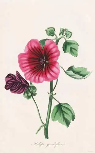 Malopa grandiflora - Malven mallow Sommermalve Trichtermalve / Pflanze Planzen plant plants / flower flowers B