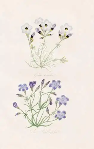 Gila tricolor - Gilia Achilleaefolia - Gilia achilleifolia gily-flower / California Kalifornien Nordamerika No