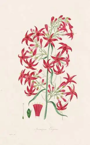 Ipomopsis Elegans - America Amerika / Pflanze Planzen plant plants / flower flowers Blume Blumen / botanical B