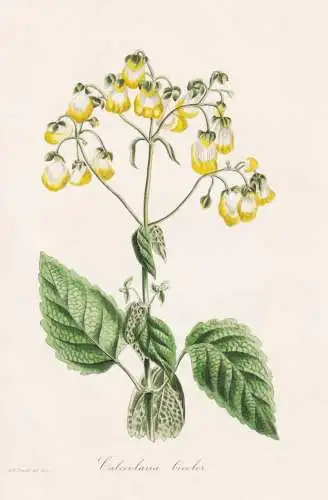 Calceolaria bicolor - Pantoffelblume lady's purse slipper flower / Peru Südamerika South America / Pflanze Pl