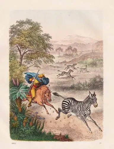 (Zebra-Jagd in Afrika) - Zebra Equus quagga hunting Africa Afrika Afrique
