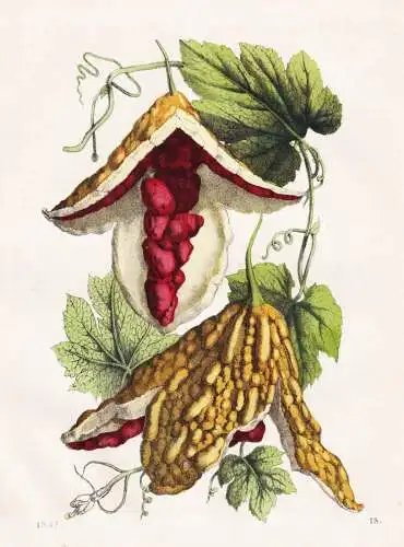 (Balsamapfel) - Melone Bitter melon Bittermelone Momordica charantia / Botanik botany botanical