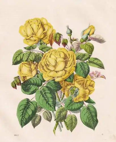 (Isabella Grey) - Rose roses gelbe Rosen Teerose / Blumen flowers / Botanik botany botanical