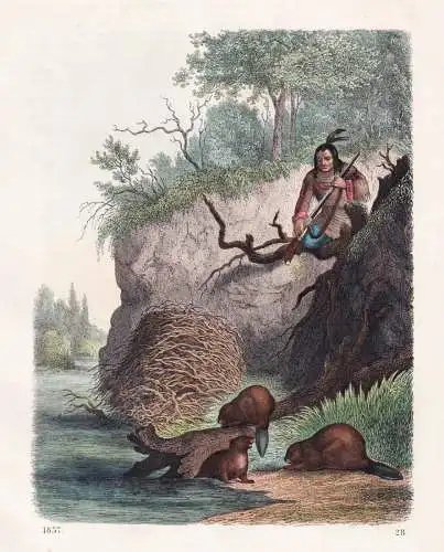 (Jagd auf Biber) - Indianer indians Biberjagd beaver Jäger Jagd hunter hunting / Amerika America