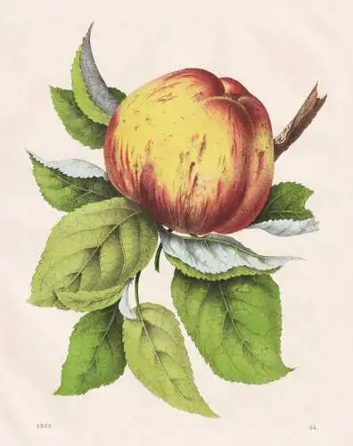 (Englischer Königsapfel) - Apfel Äpfel apple apples pomme / Obst fruits / Pomologie pomology / Botanik botan
