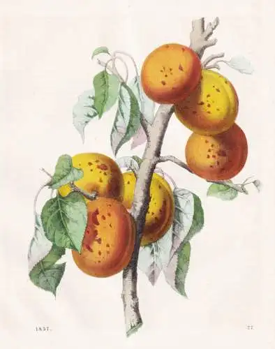 (Aprikose) - Aprikosen apricots Marille Prunus armeniaca / Obst fruits / Pomologie pomology / Botanik botany b