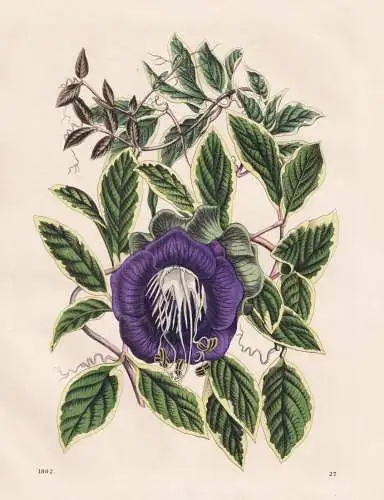(Cobaea Scandens) - Glockenrebe Glockenwinde / Mexico Mexiko / flower Blumen flowers / Botanik botany botanica